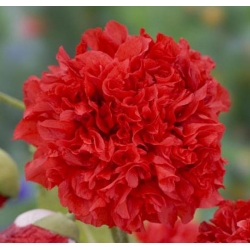 Nasiona Mak czerwony pełny Scarlet szt.10 Nxx696