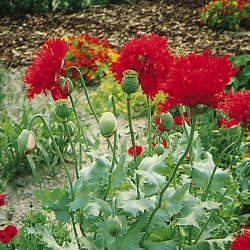 Nasiona Mak czerwony pełny Scarlet szt.10 Nxx696