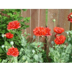 Nasiona Mak czerwony pełny Scarlet szt.10 Nxx696