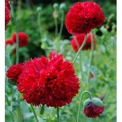 Nasiona Mak czerwony pełny Scarlet szt.10 Nxx696