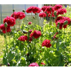 Nasiona Mak czerwony pełny Scarlet szt.10 Nxx696