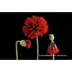 Nasiona Mak czerwony pełny Scarlet szt.10 Nxx696