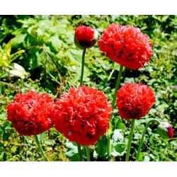 Nasiona Mak czerwony pełny Scarlet szt.10 Nxx696