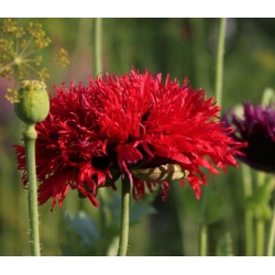 Nasiona Mak czerwony pełny Scarlet szt.10 Nxx696