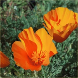 Nasiona Mak pomarańczowy szt.5 N562