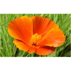 Nasiona Mak pomarańczowy szt.5 Nxx562