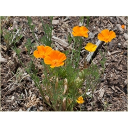 Nasiona Mak pomarańczowy szt.5 Nxx562
