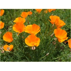 Nasiona Mak pomarańczowy szt.5 Nxx562