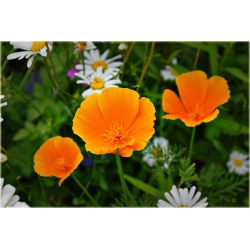 Nasiona Mak pomarańczowy szt.5 Nxx562