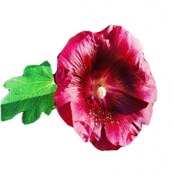 Nasiona Malwa ciemnoczerwona szt.5 N269