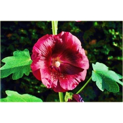 Nasiona Malwa ciemnoczerwona szt.5 Nxx269