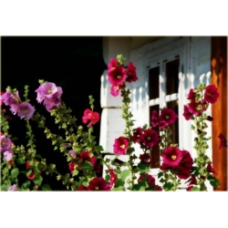 Nasiona Malwa ciemnoczerwona szt.5 Nxx269