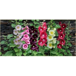 Nasiona Malwa ciemnoczerwona szt.5 Nxx269