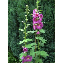 Nasiona Malwa ogrodowa mix szt.5 Nxx506