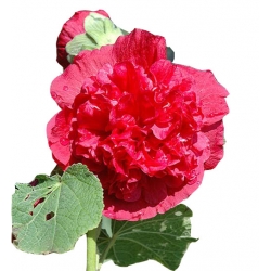 Nasiona Malwa pełna różowo-koralowa szt.5 N270