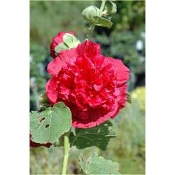 Nasiona Malwa pełna róż-koral. szt.5 Nxx270