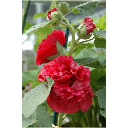 Nasiona Malwa pełna róż-koral. szt.5 Nxx270