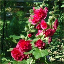 Nasiona Malwa pełna róż-koral. szt.5 Nxx270