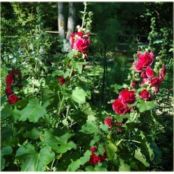 Nasiona Malwa pełna róż-koral. szt.5 Nxx270