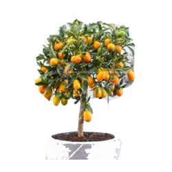 Nasiona Mandarynka szt.5 N249