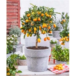 Nasiona Mandarynka szt.5 Nxx249