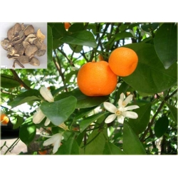 Nasiona Mandarynka szt.5 Nxx249