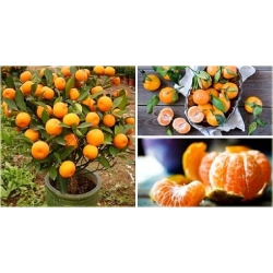 Nasiona Mandarynka szt.5 Nxx249