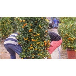 Nasiona Mandarynka szt.5 Nxx249