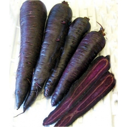 Nasiona Marchew fiolet szt.5 Nxx34