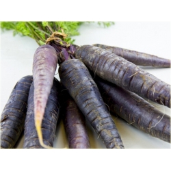 Nasiona Marchew fiolet szt.5 Nxx34