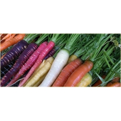 Nasiona Marchew fiolet szt.5 Nxx34