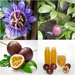 Nasiona Męczennica Passion szt.5 Nxx181