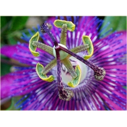 Nasiona Męczennica Passion szt.5 Nxx181