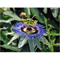 Nasiona Męczennica Passion szt.5 Nxx181