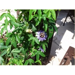 Nasiona Męczennica Passion szt.5 Nxx181