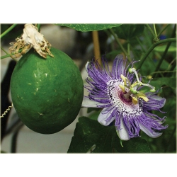 Nasiona Męczennica Passion szt.5 Nxx181