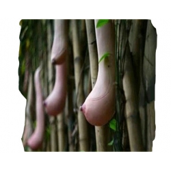 Nasiona Melon Piersi szt.5 N56