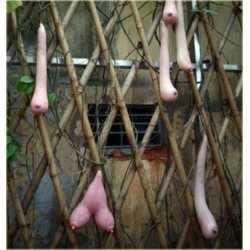 Nasiona Melon Piersi szt.5 Nxx56