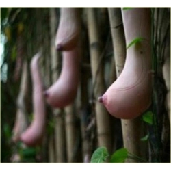 Nasiona Melon Piersi szt.5 Nxx56