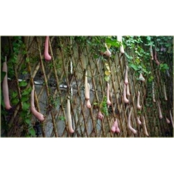 Nasiona Melon Piersi szt.5 Nxx56