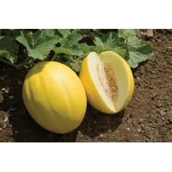 Nasiona Melon słodki Jumbo szt.5 Nxx653