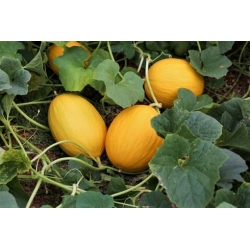 Nasiona Melon słodki Jumbo szt.5 Nxx653