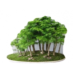 Nasiona Metasekwoja chińska bonsai szt.5 N582