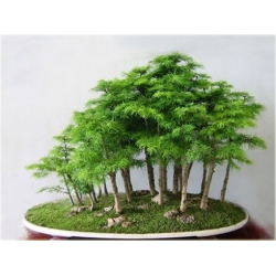 Nasiona Metasekwoja chińska bonsai szt.5 Nxx582