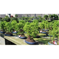 Nasiona Metasekwoja chińska bonsai szt.5 Nxx582