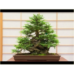Nasiona Metasekwoja chińska bonsai szt.5 Nxx582