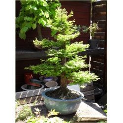Nasiona Metasekwoja chińska bonsai szt.5 Nxx582