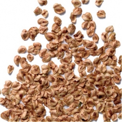 Nasiona Metasekwoja chińska bonsai szt.5 Nxx582