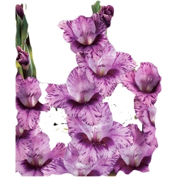 Nasiona Mieczyk paskowany szt.5 N63