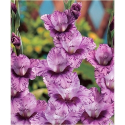 Nasiona Mieczyk paskowany szt.5 Nxx63